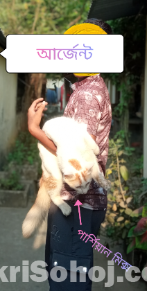 পারসিয়ান ক্যাট